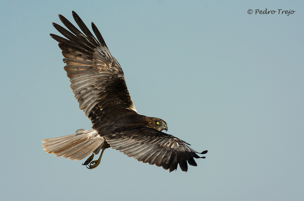 Aguilucho lagunero (Circus aeruginosus)